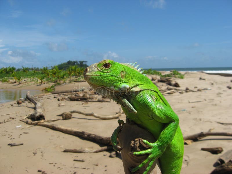 Iguana at Beach