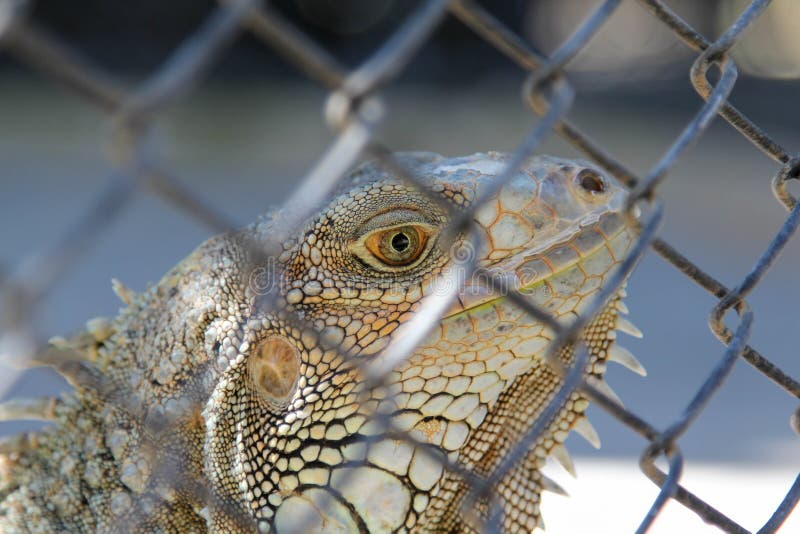 Iguana in cage stock image. Image of single, wildlife 256573197