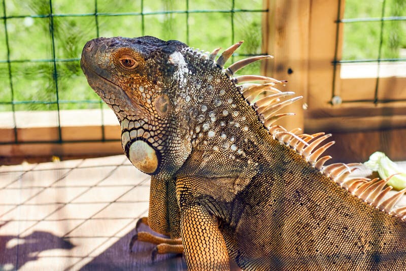 Iguana in the Cage in the Zoo Stock Photo Image of iguana, green