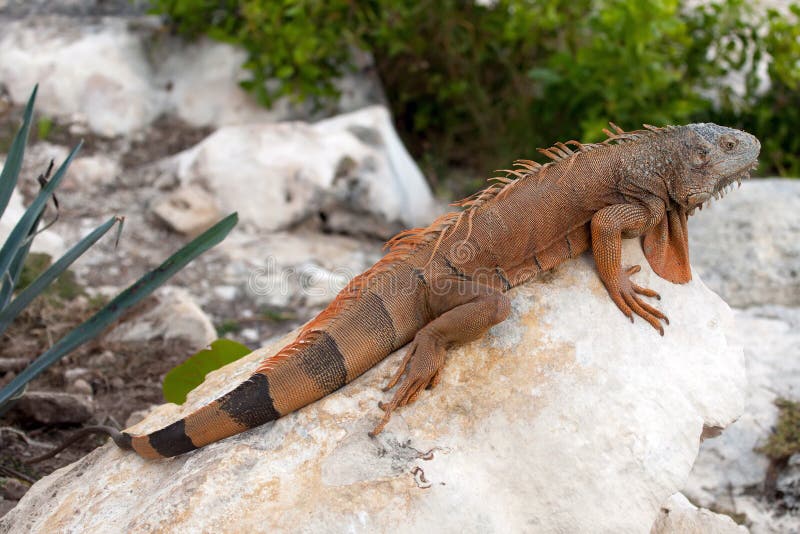 Iguana in Cancun, Mexico