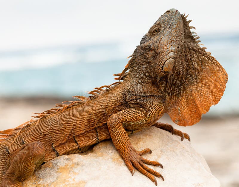 Iguana in Cancun, Mexico