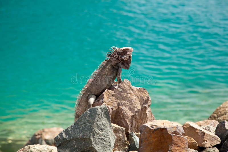 Iguana in the Caribbean