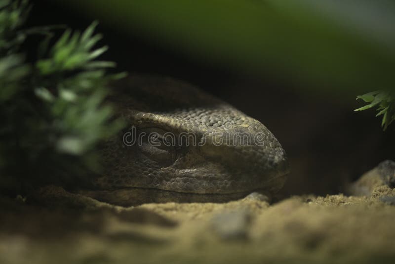 Iguana foto de stock