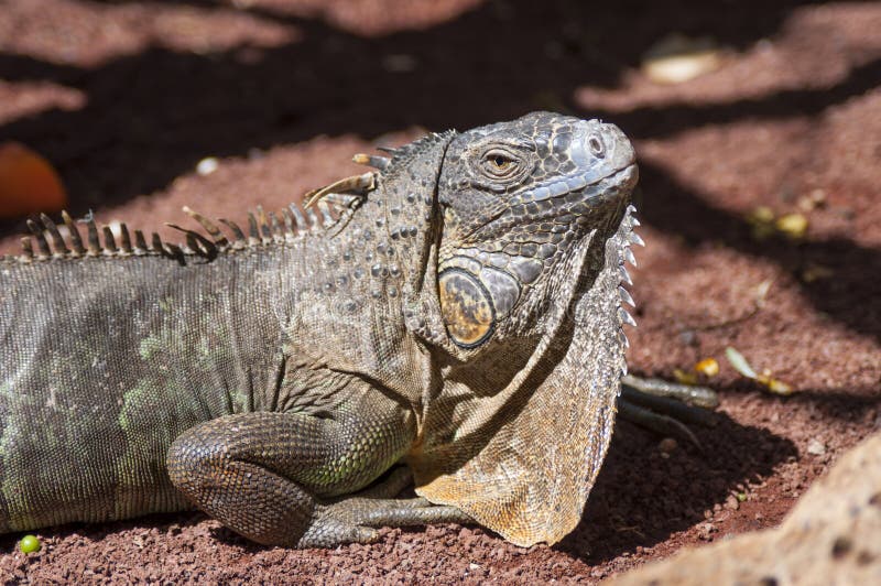 101 Iguana Meat Stock Photos Free & RoyaltyFree Stock Photos from