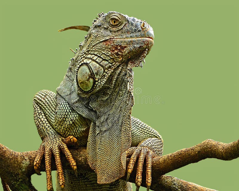 Iguana