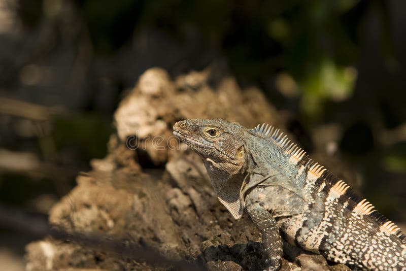 Iguana from close up sideways