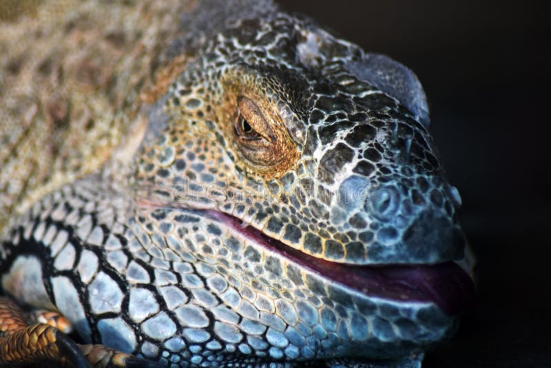 Iguana color portrait at dark background stock photography Iguana color portrait at dark background stock photography