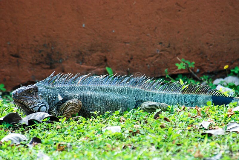 Iguana Colorida De La Tierra Imagen de archivo - Imagen de cubo ...