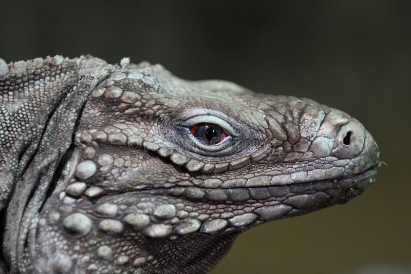 The detail of cuban iguana. The detail of cuban iguana.