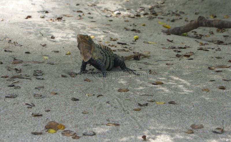 Iguana da Manuel Antonio National Park fotografia stock Iguana da Manuel Antonio National Park fotografia stock
