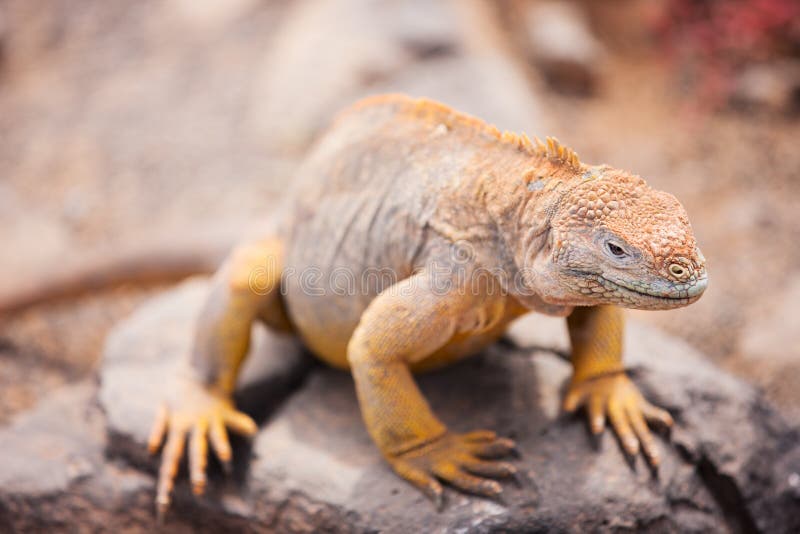 Iguana de la tierra imagen de archivo. Imagen de reptil - 31504393