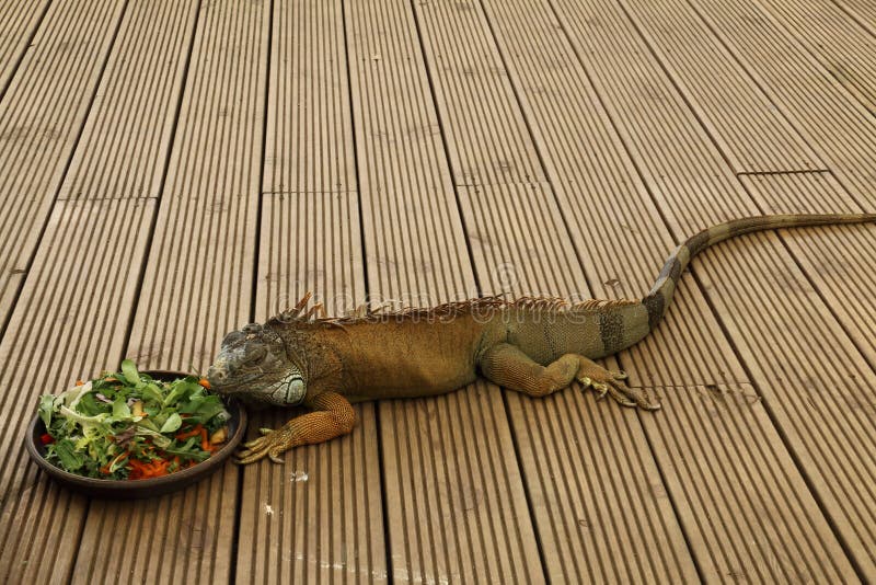 An iguana eating a salad stock image. Image of food, reptile 73447909