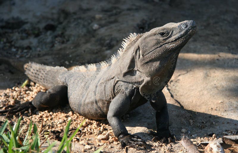 Iguana Gris Imagen. Imagen: 83024313