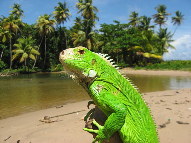 Iguana Estuary