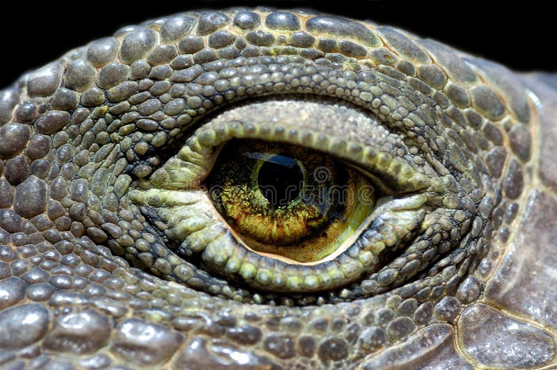 Iguana eye