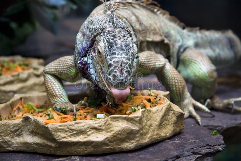 Two Lizard Eat Vegetables from the Trough in Summer Sunny Day Stock