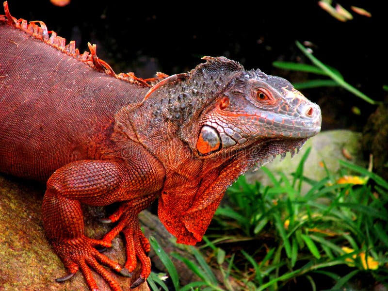 Face of the red iguana stock image. Image of lizards - 103599073