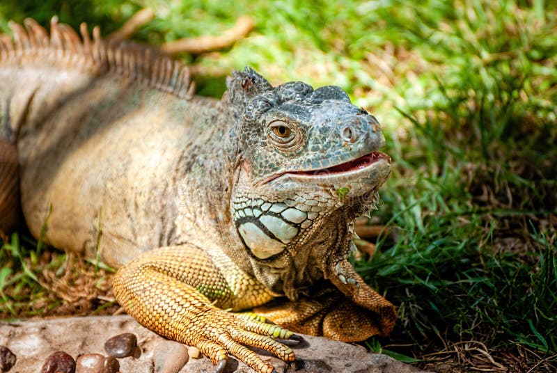 Iguana - Green Iguana stock image. Image of reptile - 191276263