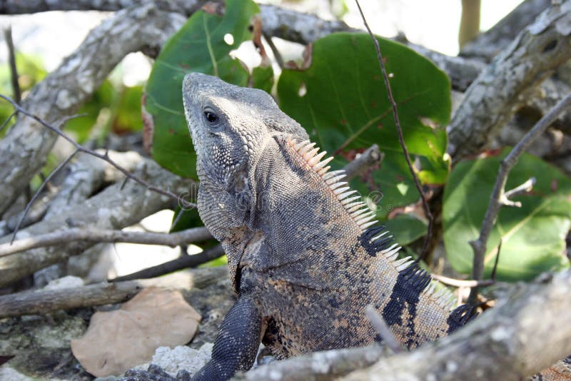 Iguana in greens