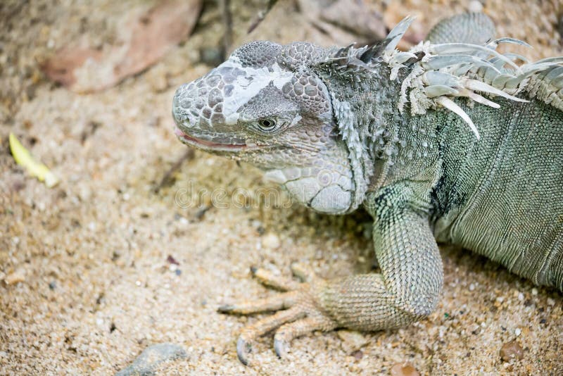 Iguana gris imagen de archivo. Imagen de hierba, gris - 10212501