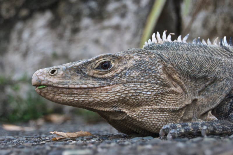 Iguana - gris en gris imagen de archivo. Imagen de anfibio - 49855085