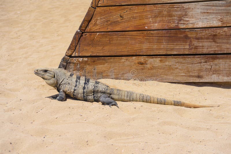 Iguana Lizard on a Sandy Beach Near Cancun, Mexico Stock Image Image