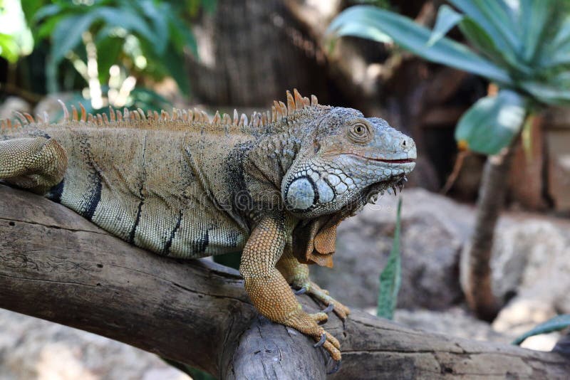 An iguana in the terrarium stock photo. Image of species 250074496