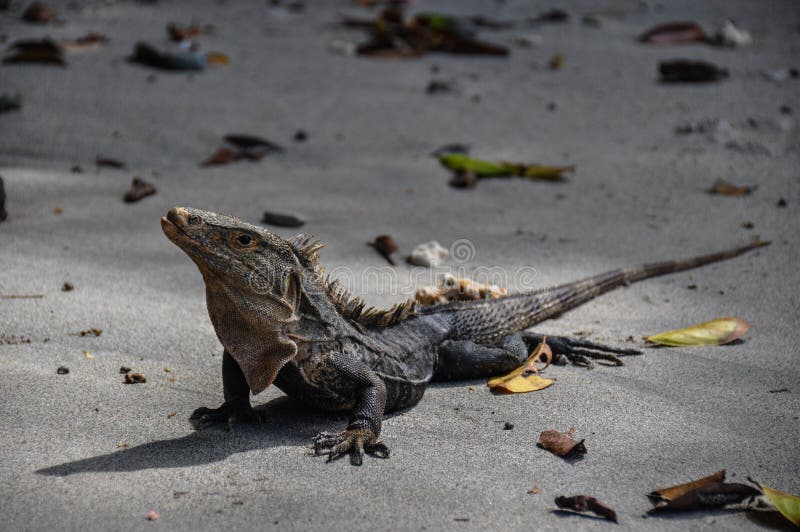 Iguana in Manuel Antonio National Park, Costa Rica fotografia stock libera da diritti Iguana in Manuel Antonio National Park, Costa Rica fotografia stock libera da diritti