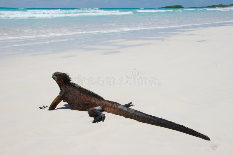 Iguana marina immagini stock libere da diritti Iguana marina immagini stock libere da diritti