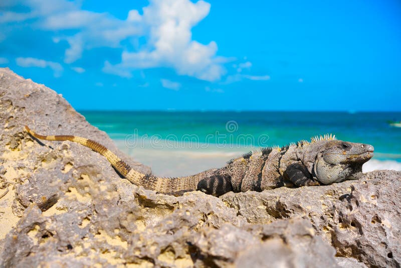 Iguana mexicana en Tulum en maya de Riviera fotos de archivo Iguana mexicana en Tulum en maya de Riviera fotos de archivo