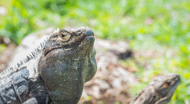 Iguana neagră mare ctenosaura asemanatoare însorit. Iguana neagră mare ctenosaura similara răsăritul pe un trunchi de copac.