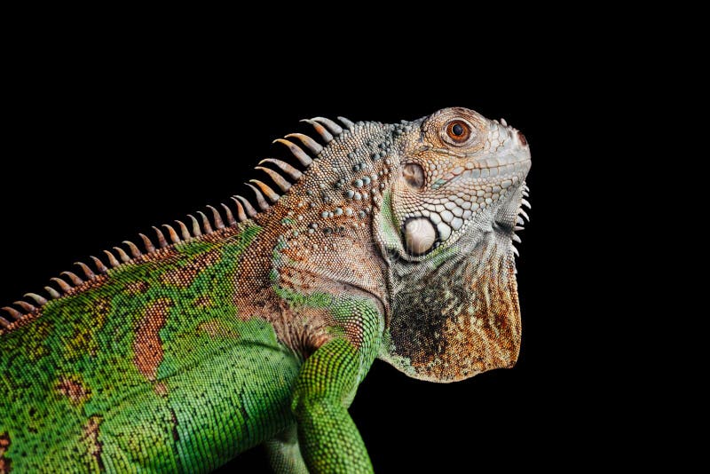 Iguana no fundo preto imagens de stock Iguana no fundo preto imagens de stock