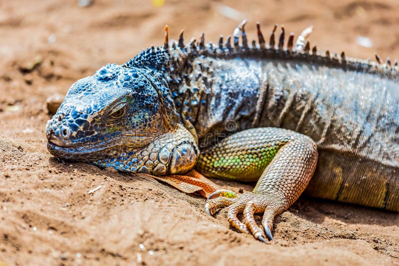 Iguana o lucertola su giallo sabbia