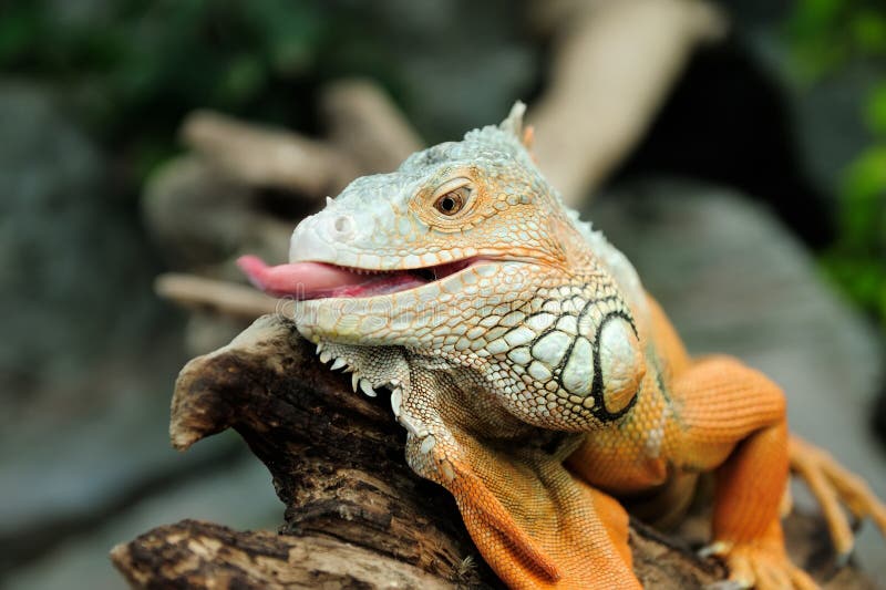Head View Of A Green Common Iguana Reptile Dragon Lizard