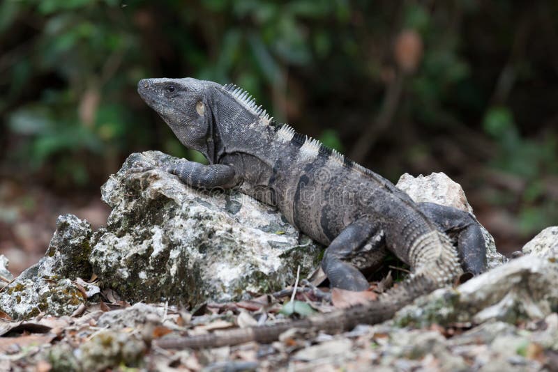 Iguana resting on rock