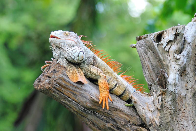 Iguana roja imagen de archivo Iguana roja imagen de archivo