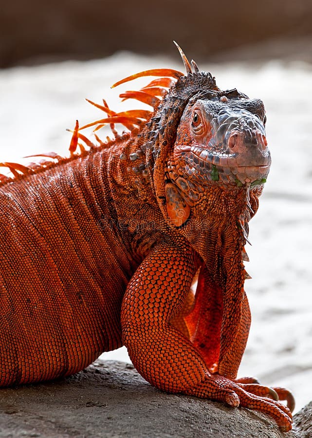 2,520 Iguana Roja Salvaje Fotos de stock - Fotos libres de regalías de ...