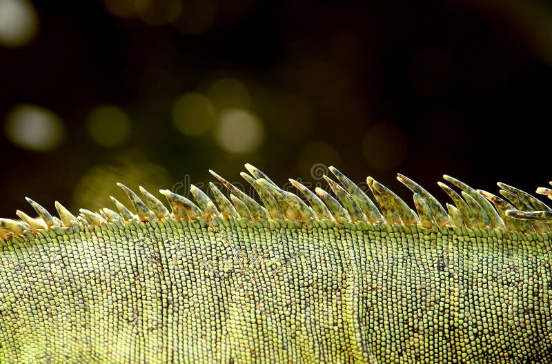 Iguana skin