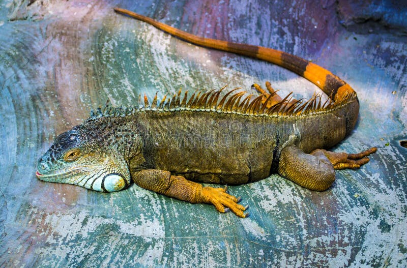 Iguana. Sleeping dragon. Portrait of a large lizard reptile iguana in profile. Closeup of green Iguana