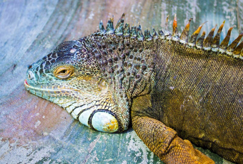 Iguana. Sleeping dragon. Portrait of a large lizard reptile iguana in profile. Closeup of green Iguana