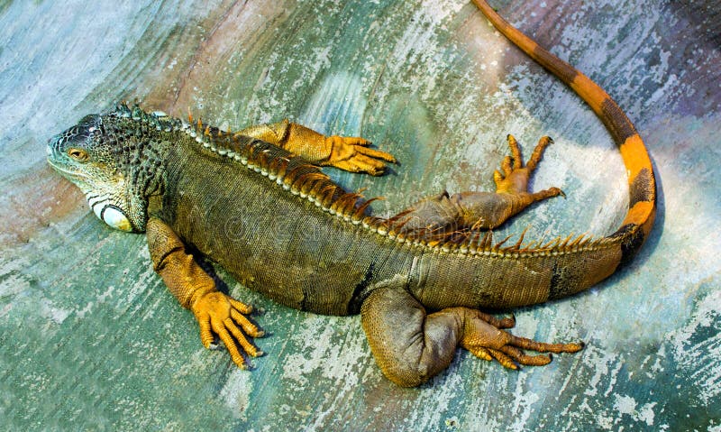 Iguana. Sleeping dragon. Portrait of a large lizard reptile iguana in profile. Closeup of green Iguana