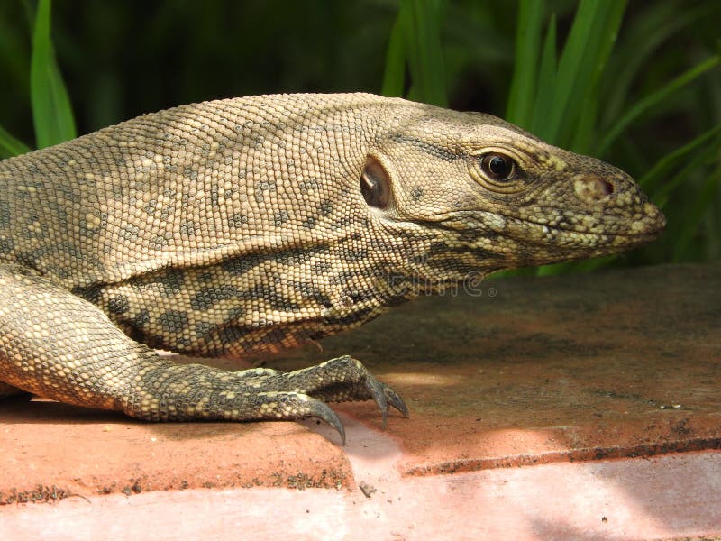 Iguana Spotted in Ancient Site Sri Lanka Stock Image - Image of fauna,  habitat: 141694547