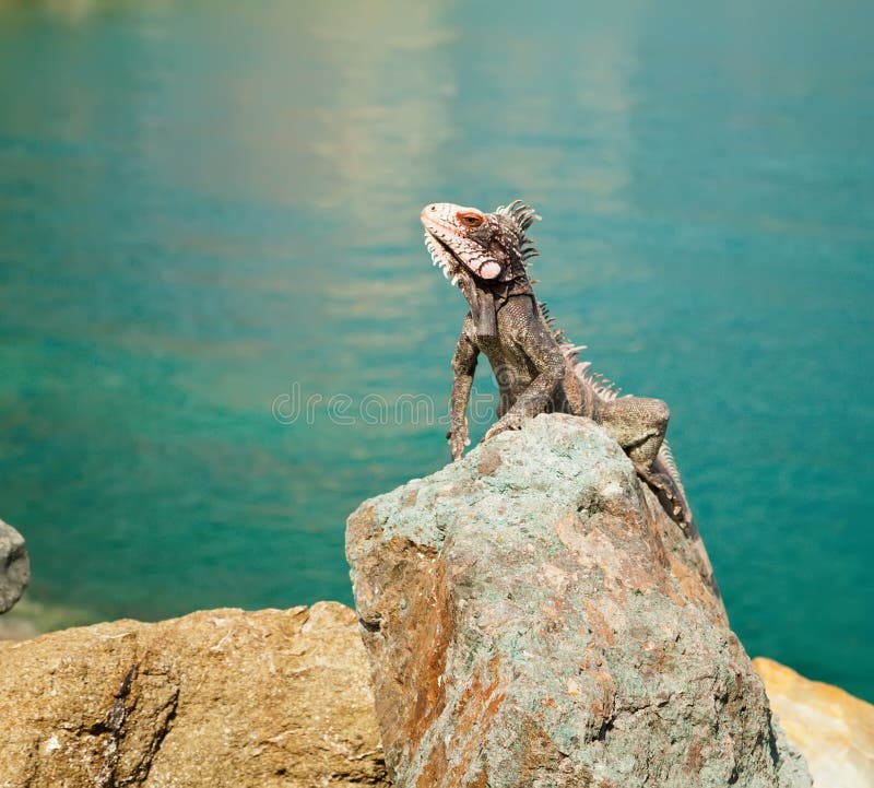 Iguana in St. Thomas, Caribbean