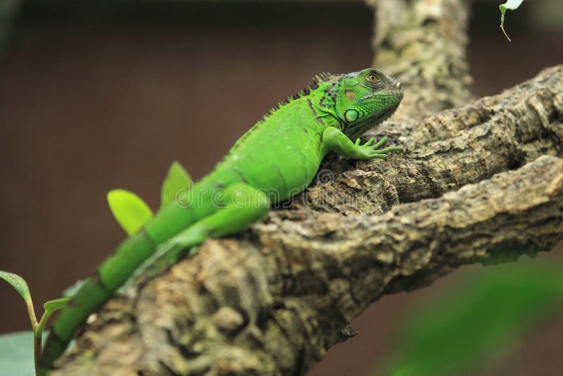 Iguana verde fotografía de archivo Iguana verde fotografía de archivo