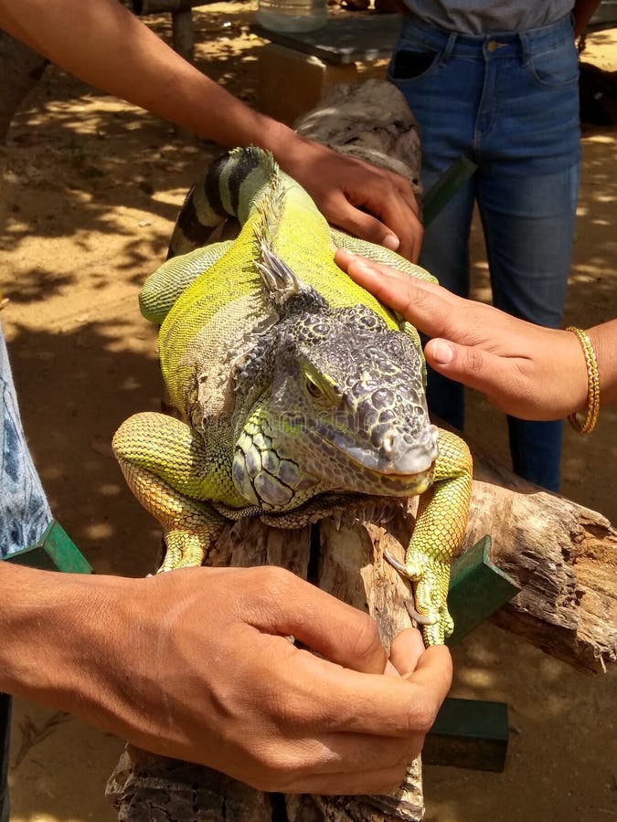 Iguana verde immagini stock Iguana verde immagini stock