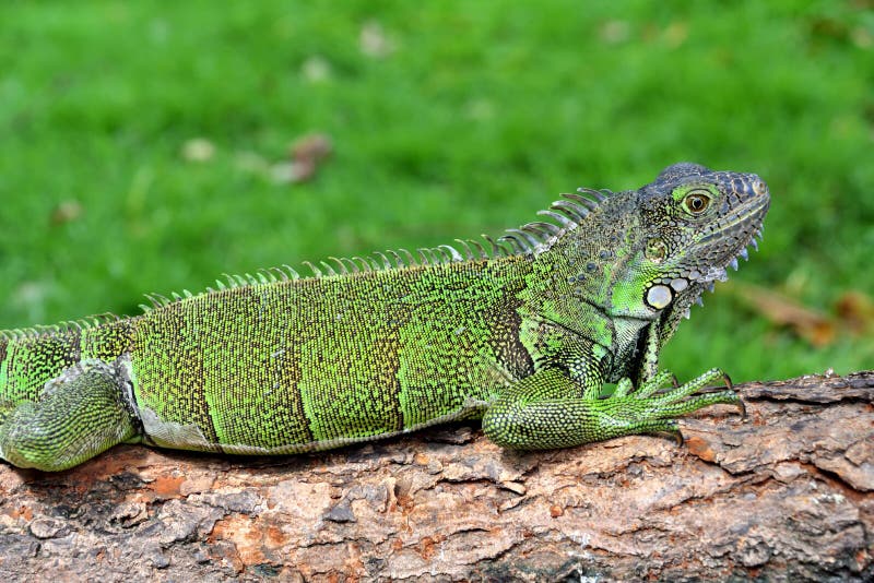 Iguana verde de IguanaIguana fotografía de archivo libre de regalías Iguana verde de IguanaIguana fotografía de archivo libre de regalías