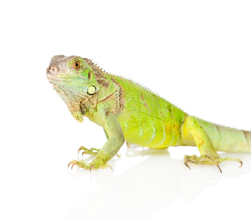 Iguana verde do close up no perfil Isolado no fundo branco imagens de stock royalty free Iguana verde do close up no perfil Isolado no fundo branco imagens de stock royalty free