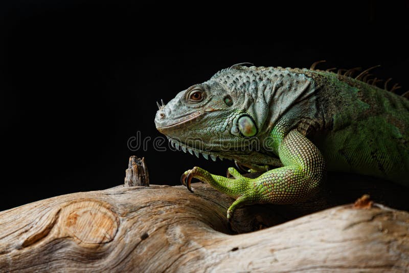 Iguana verde en rama imágenes de archivo libres de regalías Iguana verde en rama imágenes de archivo libres de regalías