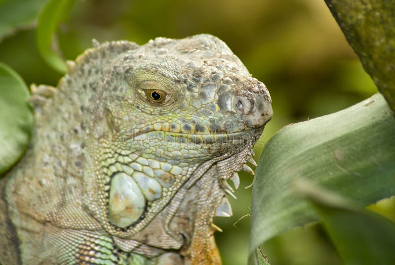 Iguana in the wild