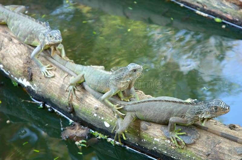 Iguanas